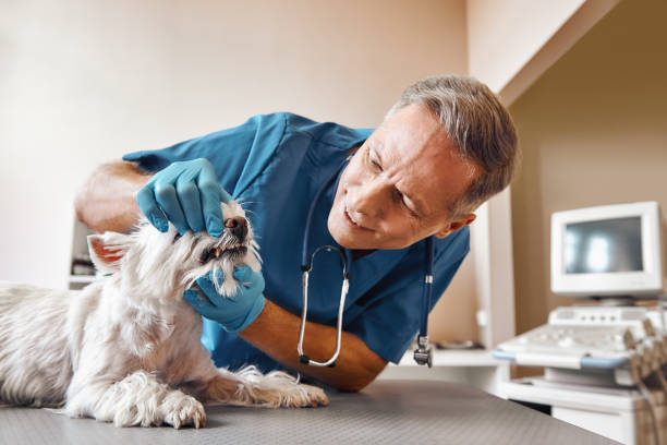 Best Mobile Emergency Dentist in Jericho, NY
